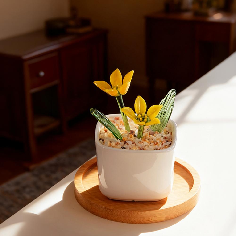 Plant Desk Mini - نباتات عصارية مزروعة في أصص زجاجية