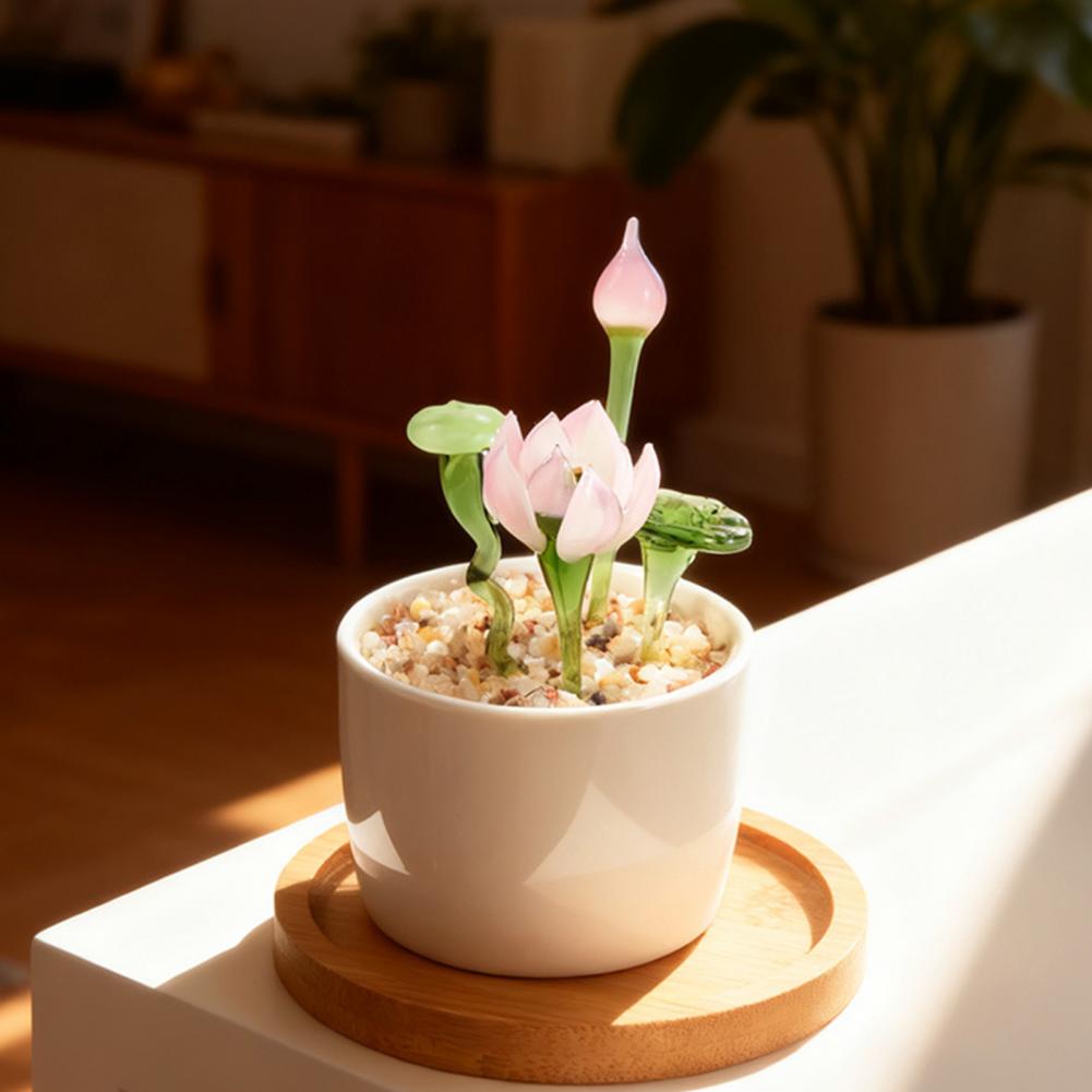 نباتات عصارية مزروعة في أصص زج - مراجعة Plant Desk Mini وسعره