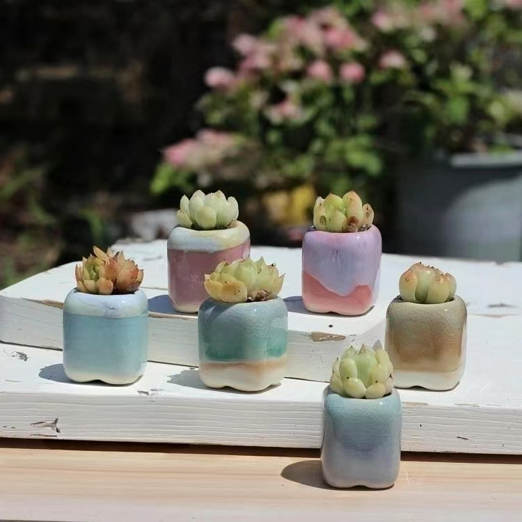 6 قطعة الزهرية الصغيرة العصارة - مراجعة Plant Desk Mini وسعره